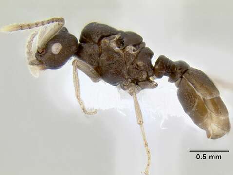 Image of Ant