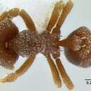 صورة Eurhopalothrix australis Brown & Kempf 1960