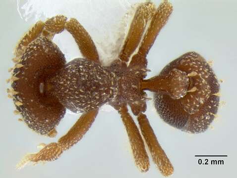 صورة Eurhopalothrix australis Brown & Kempf 1960