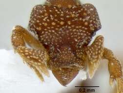 صورة Eurhopalothrix australis Brown & Kempf 1960