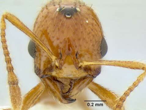 Image of Solenopsis succinea Emery 1890