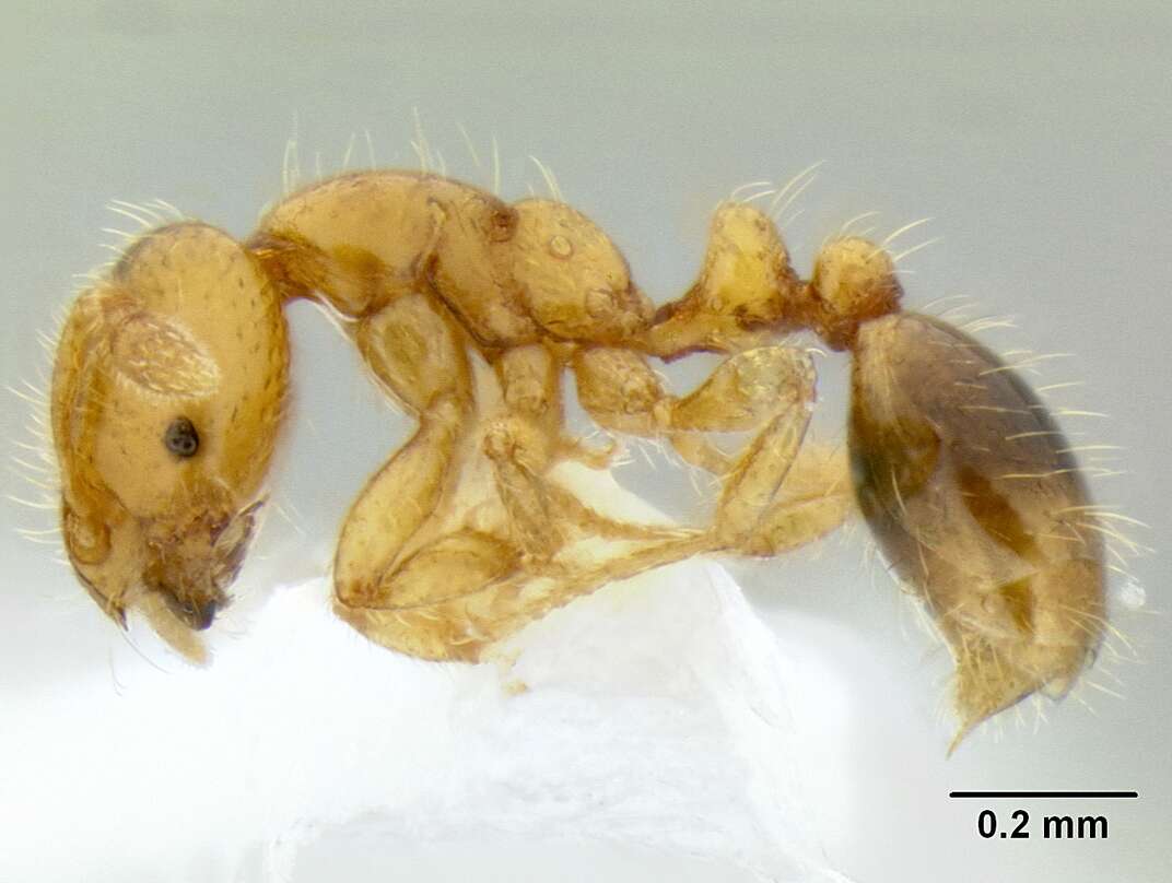 Image of Ant