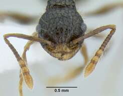 Image of Pristomyrmex punctatus (Smith 1860)