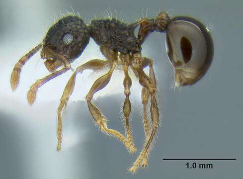 Image of Pristomyrmex punctatus (Smith 1860)