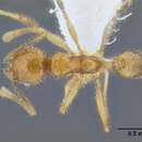 Plancia ëd <i>Pheidole lucioccipitalis</i>