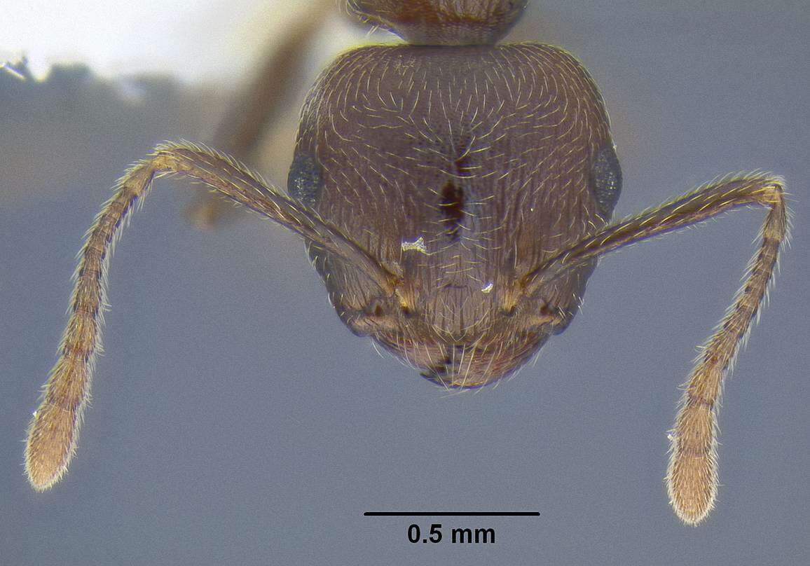 Image of Crematogaster modiglianii Emery 1900