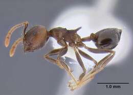 Image of Crematogaster modiglianii Emery 1900