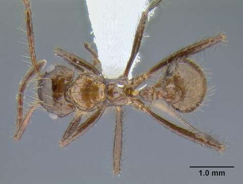 صورة Myrmicaria carinata (Smith 1857)