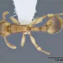 Image of Rotastruma stenoceps Bolton 1991