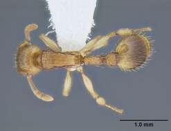 Image of Rotastruma stenoceps Bolton 1991