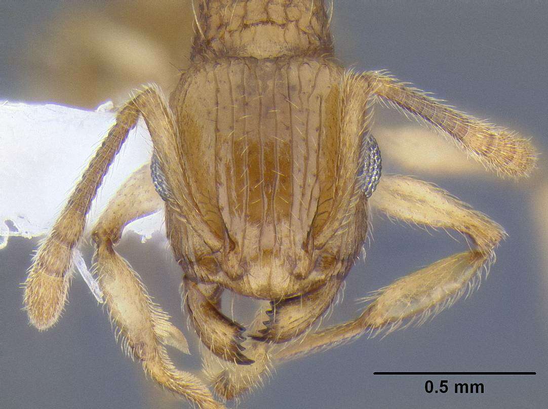 Image of Rotastruma stenoceps Bolton 1991