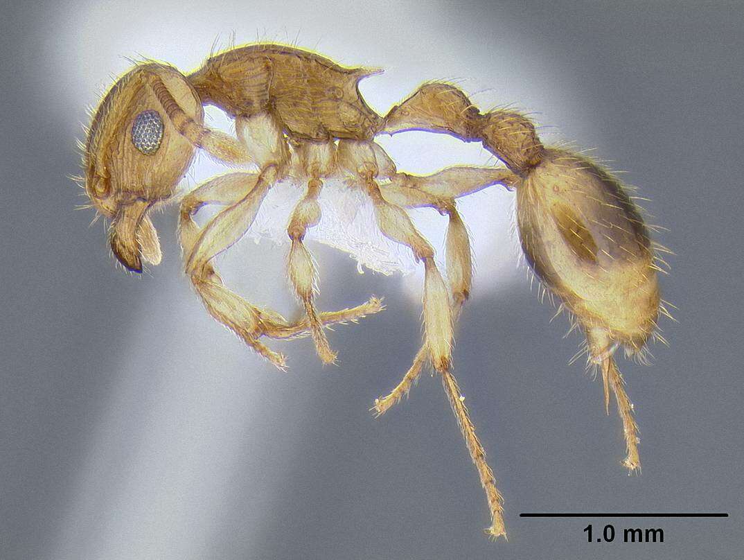 Image of Rotastruma stenoceps Bolton 1991