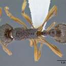 Image de Myrmica kotokui Forel 1911