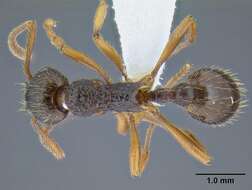 Image de Myrmica kotokui Forel 1911