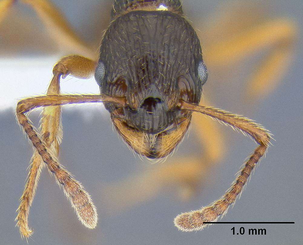 Image de Myrmica kotokui Forel 1911