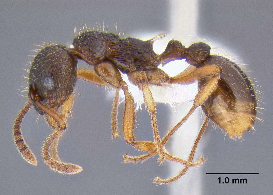 Image de Myrmica kotokui Forel 1911