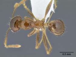 Image of Pheidole pallidula (Nylander 1849)