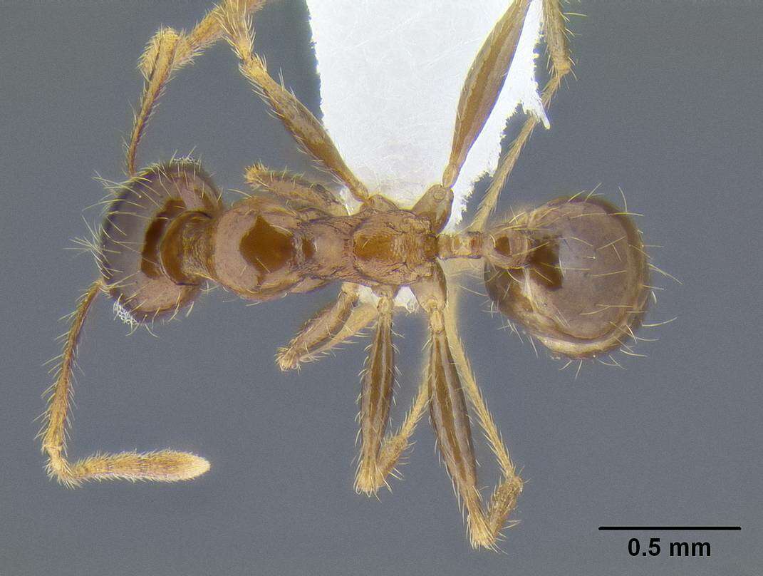 Image of Pheidole pallidula (Nylander 1849)