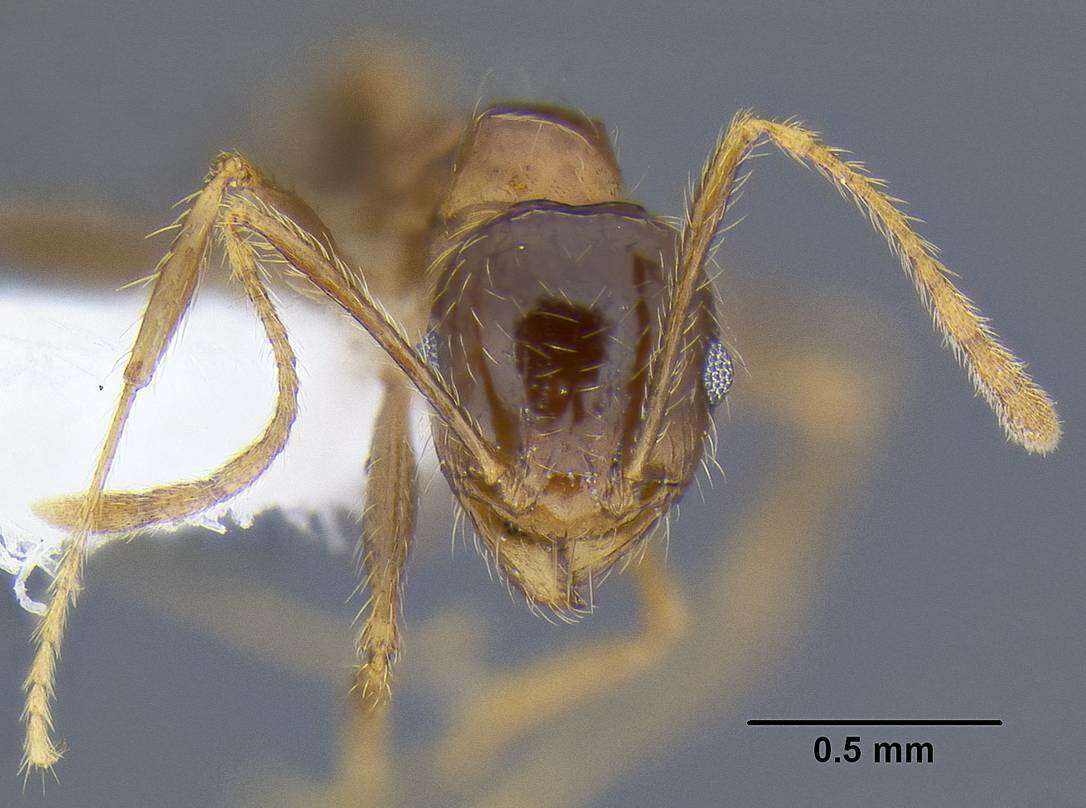 Image of Pheidole pallidula (Nylander 1849)