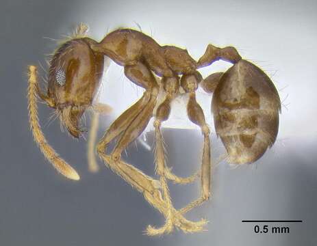 Image of Pheidole pallidula (Nylander 1849)