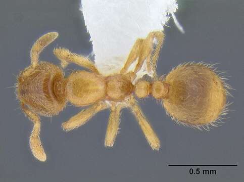 Image of European thief ant