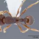 Imagem de Tetramorium taylori Bolton 1985