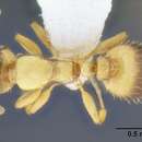 Image of <i>Temnothorax bernardi</i>