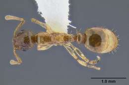 Image de <i>Temnothorax kutteri</i>