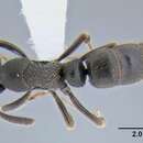 Image of <i>Ectomomyrmex leeuwenhoeki</i>