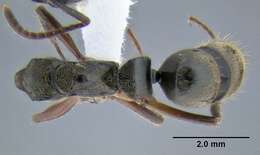 صورة Neoponera unidentata