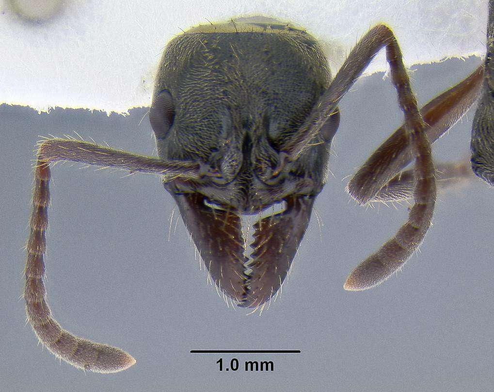 Image of Neoponera unidentata