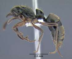 صورة Neoponera unidentata