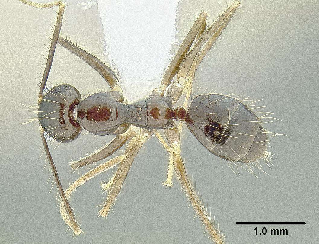 Image of Euprenolepis