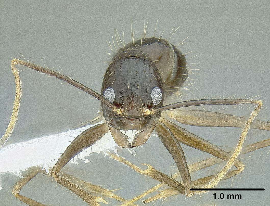 Image of Euprenolepis