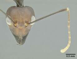 Image of weaver ant