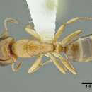 Image of Camponotus claviscapus Forel 1899