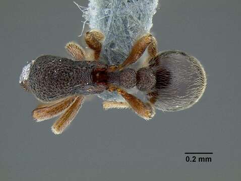 Image of Rostromyrmex