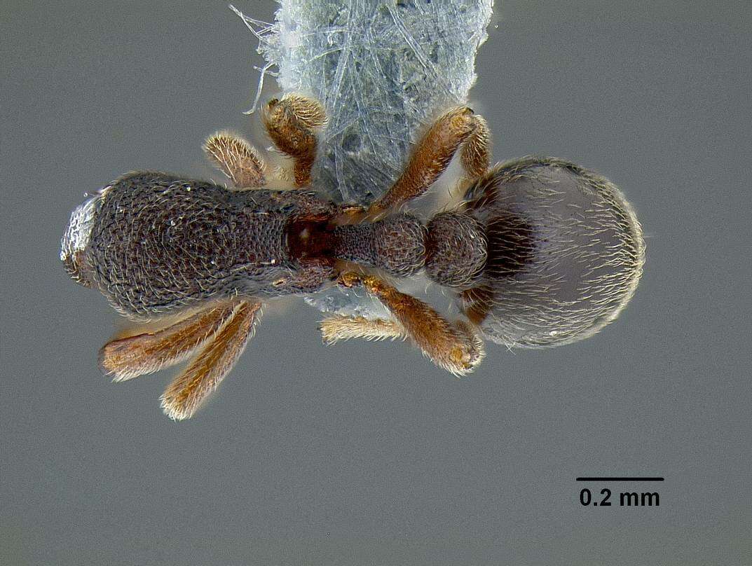 Image of Rostromyrmex