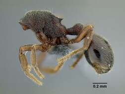 Image of Rostromyrmex