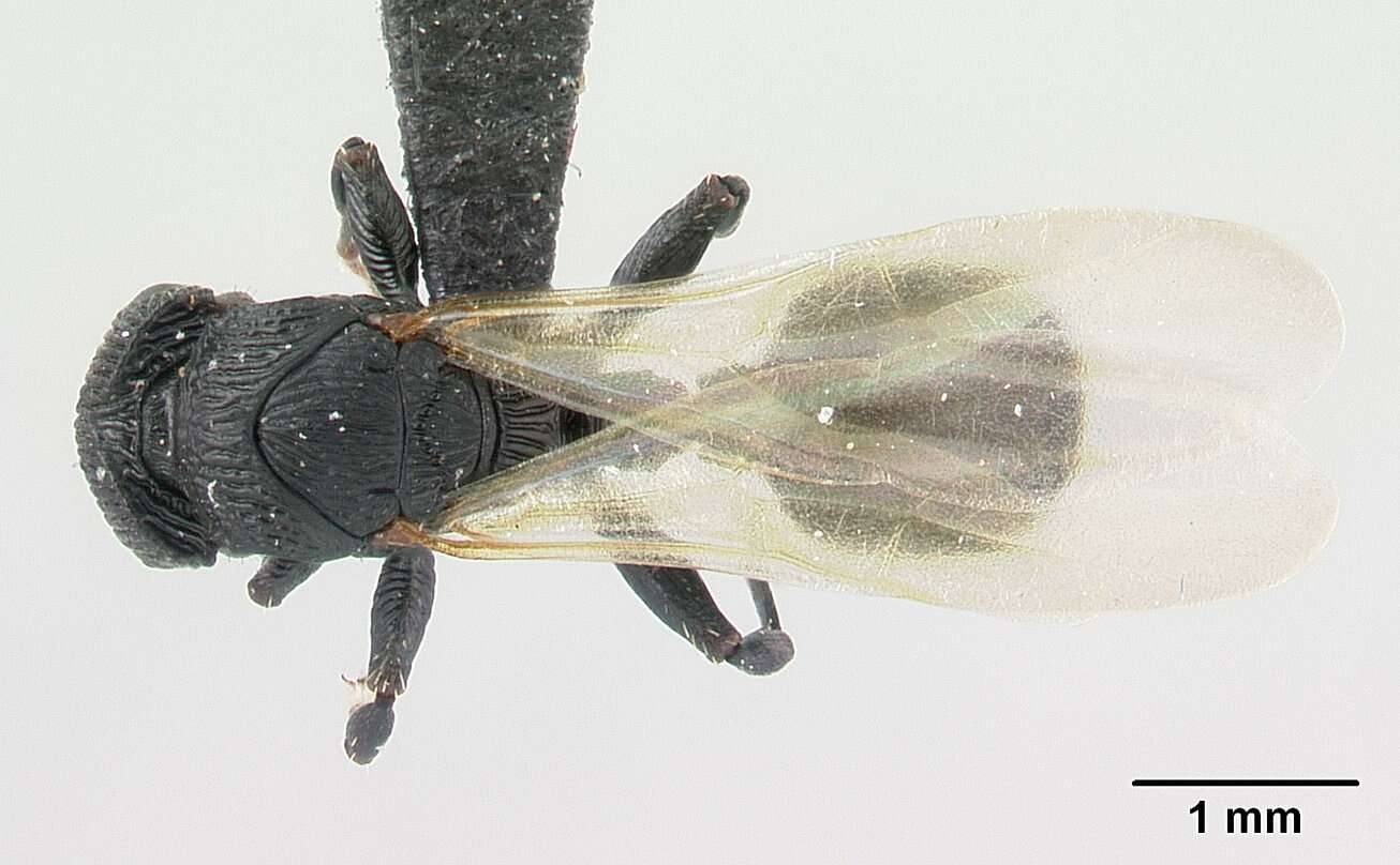 Image of Cataulacus regularis Forel 1892
