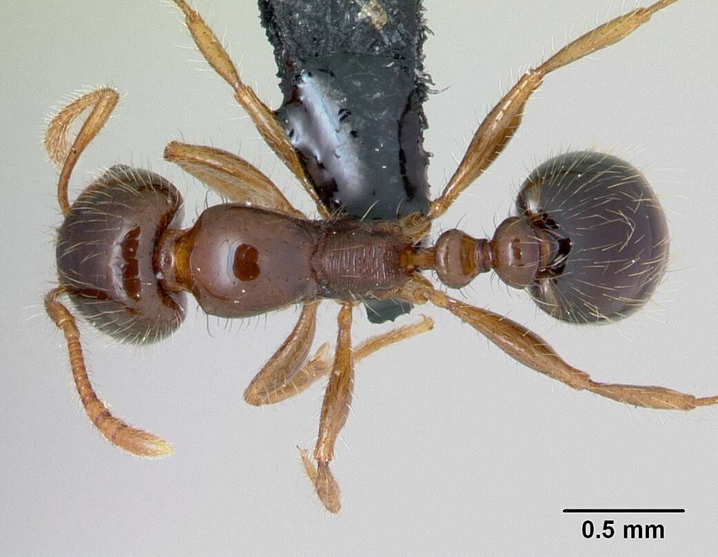 Image of Erromyrma latinodis