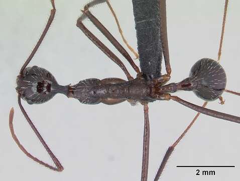 Image of Aphaenogaster gonacantha (Emery 1899)