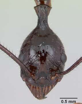 Image of Aphaenogaster gonacantha (Emery 1899)