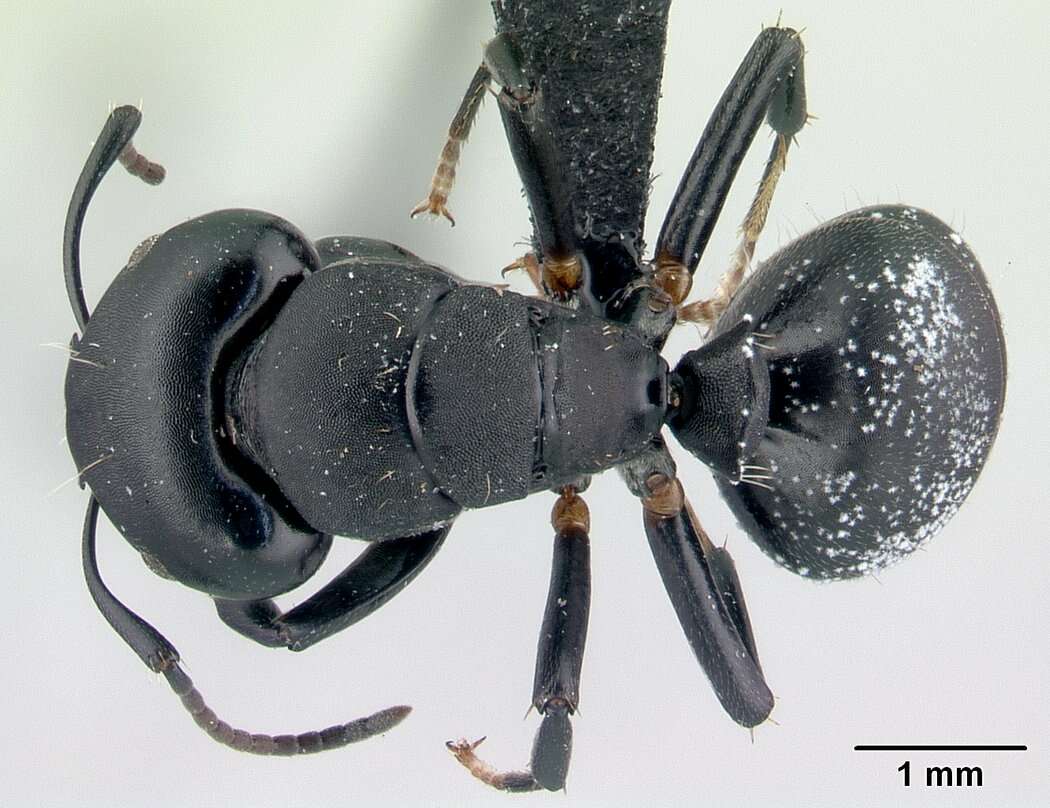 Image of Camponotus echinoploides Forel 1891