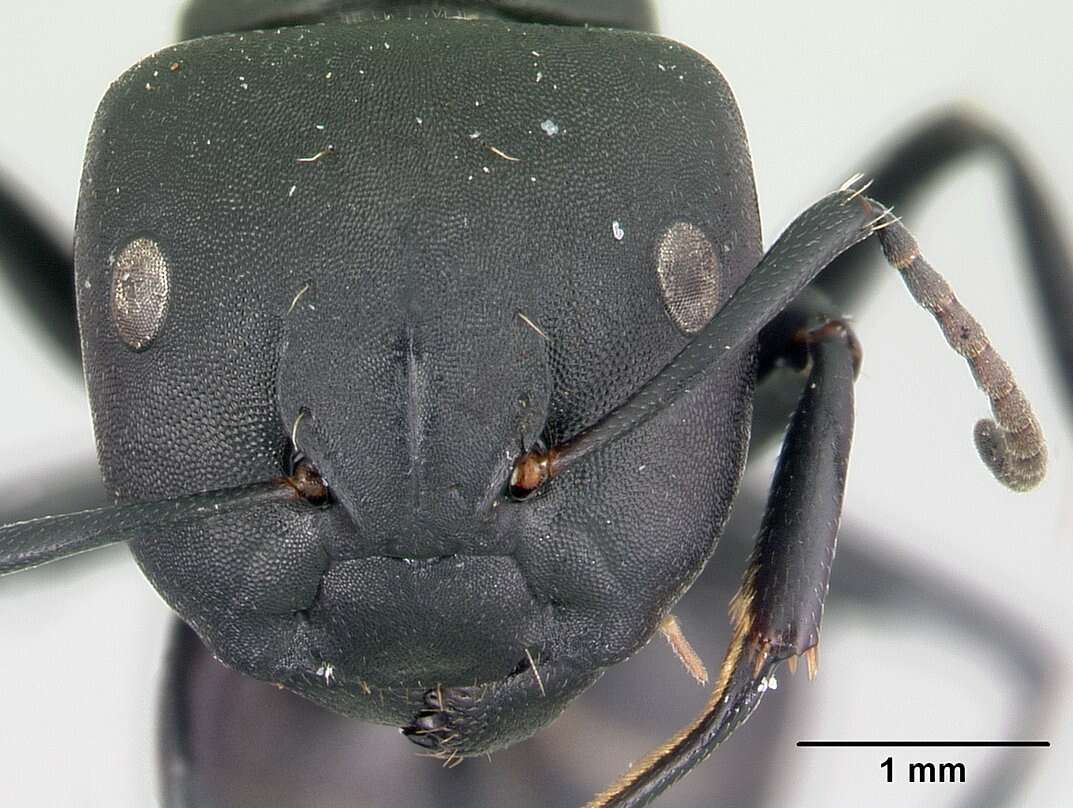 Image of Camponotus echinoploides Forel 1891