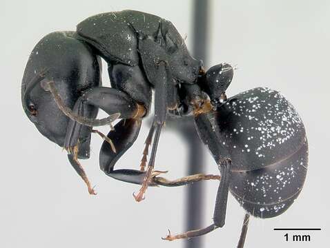 Image of Camponotus echinoploides Forel 1891