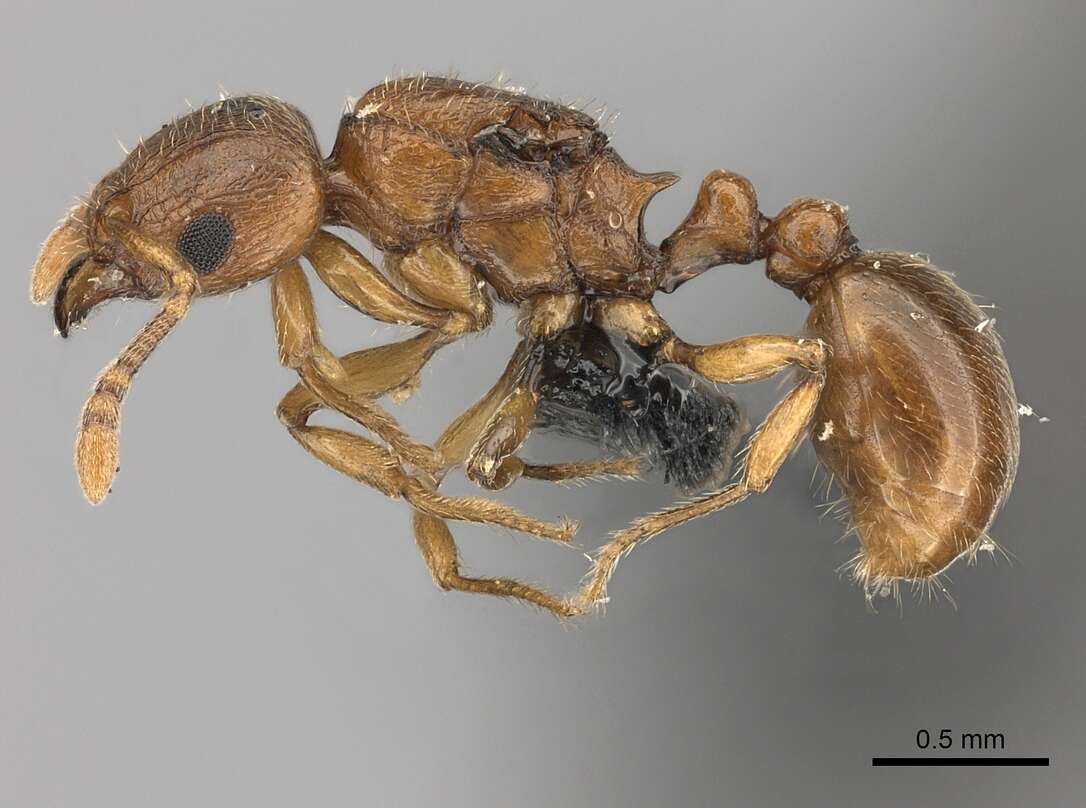 Image of Tetramorium cognatum Bolton 1979