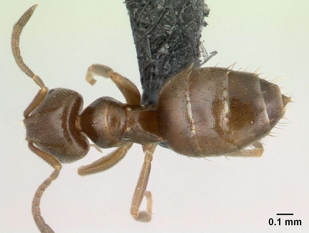 Brachymyrmex cordemoyi Forel 1895 resmi