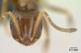 Brachymyrmex cordemoyi Forel 1895 resmi