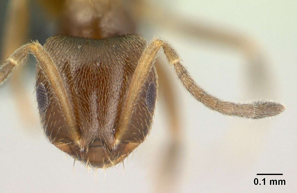 Brachymyrmex cordemoyi Forel 1895 resmi